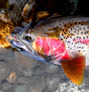 Winter Steel on Red Chron