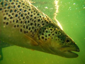 305522_4082783550681_908900311_n