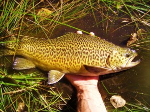 Tiger Trout