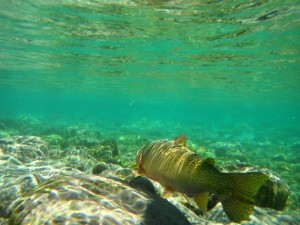 Big Cutty Swims Away