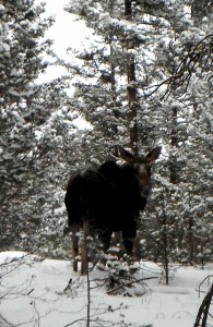 Loup Loup Moose