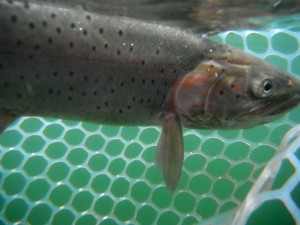 Small Lahontan