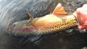 Quick one of three on the way home.