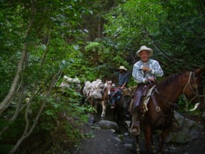 Mule train