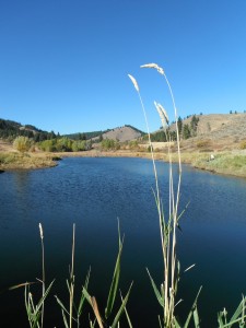 Another Notellum Pond