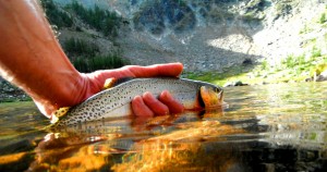 Westy on Sunrise during sunrise