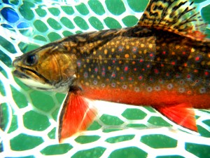 Rock Lake Brooke Trout