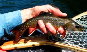 Rock Lake Brooke Trout