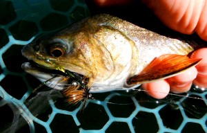 Streamer Hungry Brooke