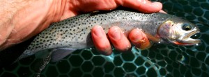 Lower Rock Lake Cutthroat