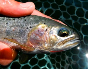 Lower Rock Lake Cutthroat
