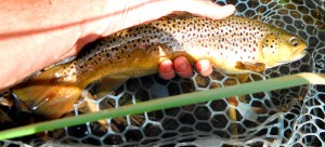 Duncans fish of the day, a nice Brown.