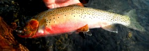 Westslope Cutthroat