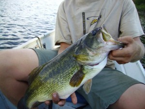 Bucket Mouth