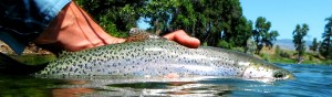 Resident Redband Trout