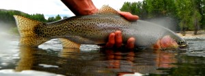 Methow Cuttbow