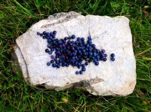 Mountain Blue Berries