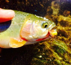 10685367_512491195551766_5795735858931128048_n