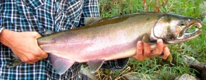 Methow Coho