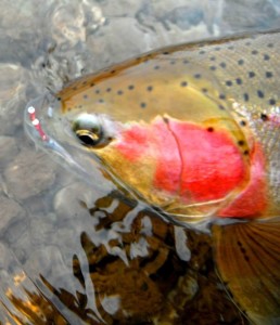 Red Double Chron Catch