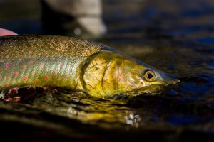 10648422_10204924309099054_5879784255194801484_o