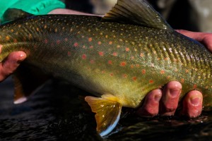 10974215_10204924308739045_8094422701609000435_o