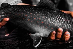 10996227_10204924309539065_6433717062799235400_o (1)