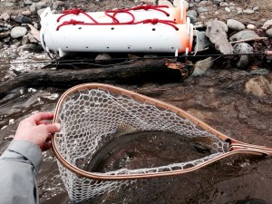 Wild hen collected for brood, fish holding tubes in background.