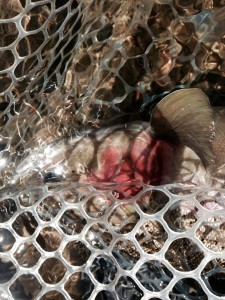 Brood collection day