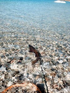 11136688_10206697649702628_666184692779302882_n