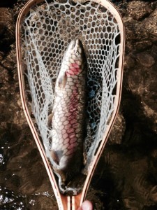 Brood collection day