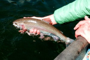 Buzzard Lake Bow