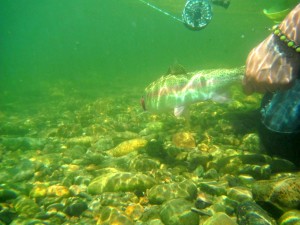 11336996_10207127702013667_1606385828914908341_o