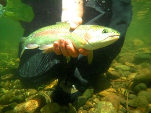 11390379_10207127701173646_2981018570495236526_n