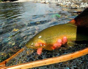 11717474_651774728290078_2435076286705302857_o