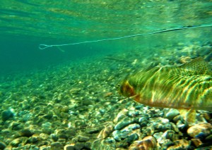 This fish was caught in the new catch and keep portion of the Methow yesterday.  Should I have kept it?