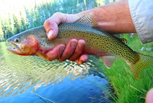 Varden Lake Westy