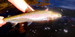 12091443_10208129749344224_5203009714757213975_o