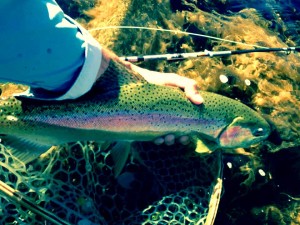 12108790_10208129748384200_4910488044064833909_n