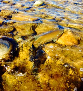 12140551_10208129748424201_5516800997992026499_n