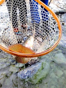 10649948_10209265131568070_3784420492474975826_n