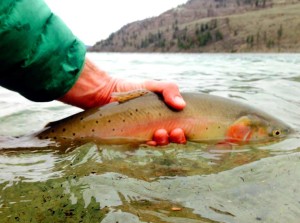 12042633_10209265128407991_2132497751820522185_n