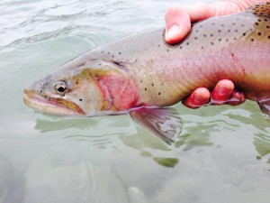 2006_10209265131728074_1973165476544519682_n