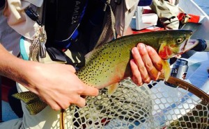 13325492_10209858642245466_7248631995228136938_n