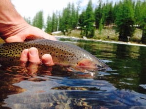 13344615_10209949939207833_3091249112639929230_n