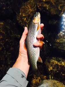 13432355_10209949937847799_4835622775606210182_n