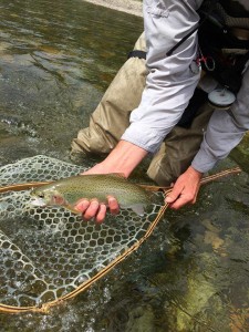 13507251_799277320206484_1843659425968031832_n