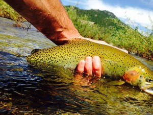 13533272_10210111899256733_2338125132964250630_n