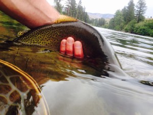 13654142_10210287275841038_2466535493574666191_n