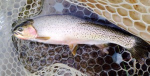 13781883_10210287276401052_1465798646848684412_n